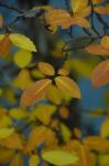 : - Ulmus alata