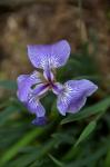 Borsten-Schwertlilie - Iris setosa