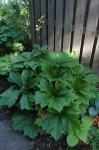 Maiapfelblättriges Schaublatt - Rodgersia podophylla