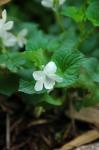 : - Viola striata