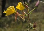 Rotkelchige Nachtkerze - Oenothera glazioviana