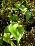 :-Pleurothallis cordata