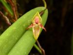 : - Pleurothallis variabilis
