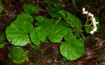 :-Begonia holtonis