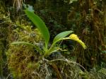 : - Brachtia andina