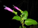 : - Centropogon aequatorialis