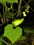 : - Cyclanthera brachybotrys