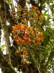 : - Cyrtochilum falcipetalum