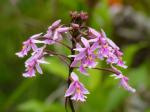 : - Epidendrum calanthum