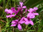 : - Epidendrum quitensium