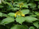 : - Hamelia macrantha