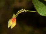 :-Lepanthes ballatrix