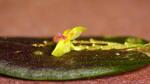 : - Lepanthes columbar