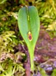 : - Lepanthes mucronata