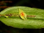 :-Lepanthes repens