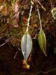 :-Lepanthes speciosa