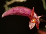 : - Lepanthopsis apoda