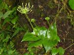 : - Malaxis andicola