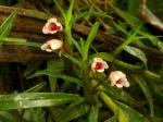: - Maxillariella arbuscula