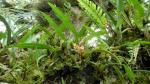 : - Camaridium neglectum