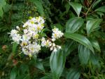 : - Miconia crocea
