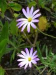 : - Onoseris hyssopifolia