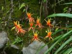 : - Pitcairnia dendroidea