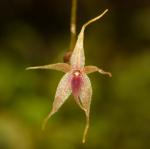 : - Platystele pisifera