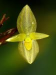 : - Pleurothallis prolaticollaris