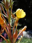 Graublättrige Nachtkerze - Oenothera villosa