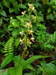 : - Prosthechea crassilabia