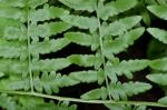 : - Pteridium aquilinum var. pubescens