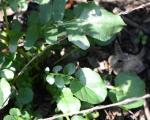 Barbarakraut - Barbarea orthoceras