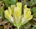 : - Trifolium fucatum