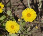 : - Madia elegans