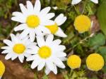 Stinkende Hundskamille - Anthemis cotula