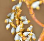 : - Arceuthobium campylopodum