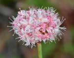 : - Eriogonum nudum