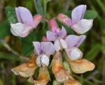 Pazifische Erbse - Lathyrus vestitus