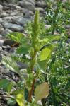 : - Amaranthus powellii subsp. bouchonii