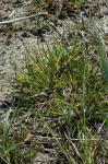 : - Carex viridula subsp. oedocarpa