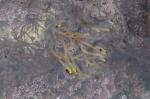 : - Codium tomentosum