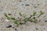Schmalflügeliger Wanzensame - Corispermum intermedium