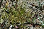 Borstige Schuppensimse - Isolepis setacea
