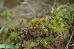 : - Pleuridium acuminatum