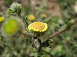 Kleines Flohkraut - Pulicaria vulgaris