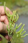 : - Salicornia nitens