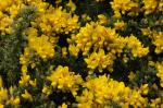 : - Ulex gallii