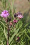Arkansas-Scheinaster - Vernonia arkansana