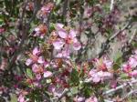 : - Prunus andersonii
